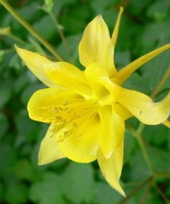 Roots Plants Perennials Aquilegia 'Denver Gold' | 10.5cm Pot 7 Roots Plants Perennials Aquilegia 'Denver Gold' | 10.5cm Pot