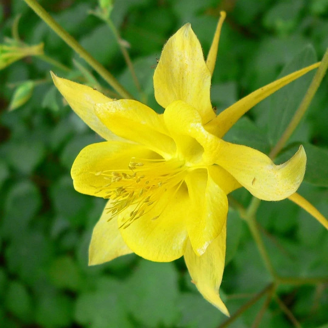 Roots Plants Perennials Aquilegia 'Denver Gold' | 10.5cm Pot 5 Roots Plants Perennials Aquilegia 'Denver Gold' | 10.5cm Pot
