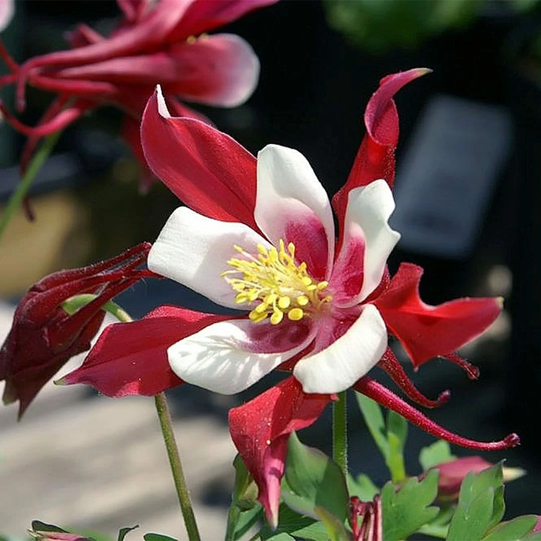 Roots Plants Aquilegia 'Red Hobbit' | 10.5cm Pot 5 Roots Plants Aquilegia 'Red Hobbit' | 10.5cm Pot