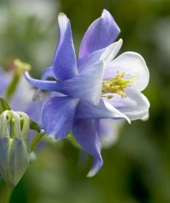 Roots Plants 6 Aquilegia Spring Magic Collection 10.5cm Perennials