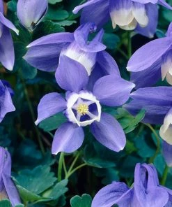 Roots Plants 6 Aquilegia Spring Magic Collection 10.5cm Perennials