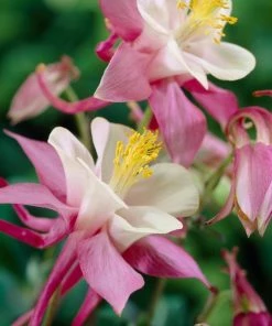 Roots Plants Aquilegia 'Spring Magic Rose & White' Perennials