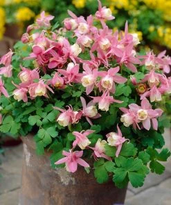 Roots Plants 6 Aquilegia Spring Magic Collection 10.5cm Perennials