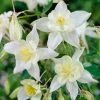 Roots Plants Aquilegia 'Spring Magic White'