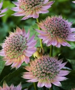 Roots Plants Astrantia 'Florence' Perennials