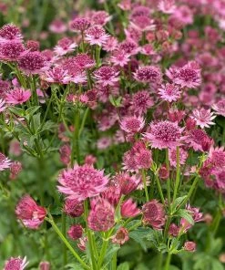 Roots Plants 6 Astrantia 'The Italian Collection' 1L Pot Perennials 9 Roots Plants 6 Astrantia 'The Italian Collection' 1L Pot Perennials