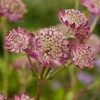 Roots Plants Astrantia 'Star Of Beauty' | 1L Pot Perennials