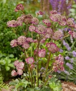 Roots Plants Astrantia 'Star Of Beauty' | 1L Pot Perennials