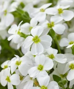 Roots Plants Aubrieta'Regado White' | 2L Pot Perennials