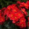 Roots Plants Begonia 'MacaRouge' | 1L Pot 2 Roots Plants Begonia 'MacaRouge' | 1L Pot
