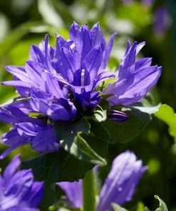 Roots Plants Campanula Collection Perennials 15 Roots Plants Campanula Collection Perennials