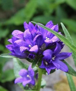 Roots Plants Mixed Flowering Perennial Plants | Extra Value Pack Perennials 26 Roots Plants Mixed Flowering Perennial Plants | Extra Value Pack Perennials