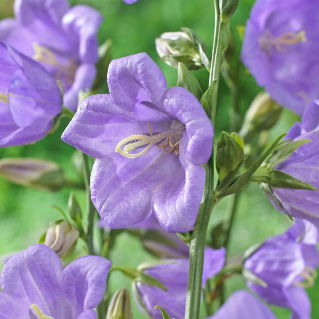 Roots Plants Perennials Campanula 'Takion Blue' 3 Roots Plants Perennials Campanula 'Takion Blue'