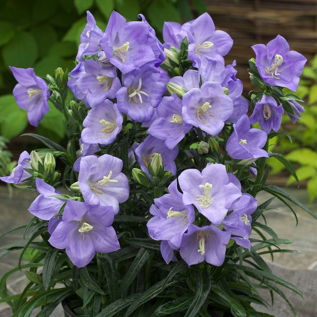 Roots Plants Perennials Campanula 'Takion Blue' 4 Roots Plants Perennials Campanula 'Takion Blue'