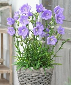 Roots Plants Perennials Campanula 'Takion Blue' 7 Roots Plants Perennials Campanula 'Takion Blue'