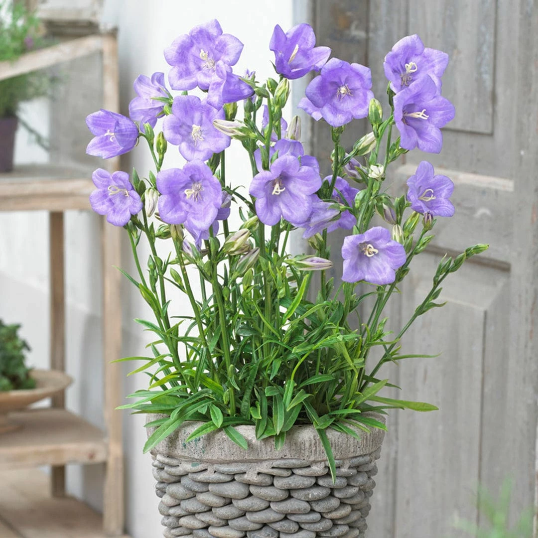 Roots Plants Perennials Campanula 'Takion Blue' 5 Roots Plants Perennials Campanula 'Takion Blue'