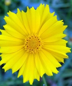 Roots Plants Perennials Coreopsis 'Corey Single Gold'