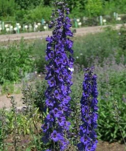 Roots Plants Delphinium'Black Knight' | 10.5cm Pot Perennials