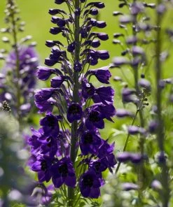 Roots Plants 9 Delphinium Camelot Collection 10.5cm Pot