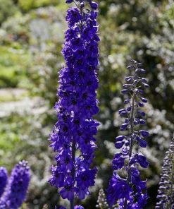 Roots Plants Delphinium 'Black Knight' | 10.5cm Pot Perennials