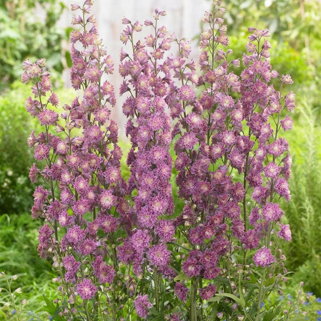 Roots Plants Delphinium 'Highlander Flamenco' | 1L Pot Perennials 4 Roots Plants Delphinium 'Highlander Flamenco' | 1L Pot Perennials