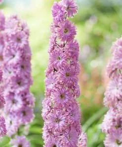 Roots Plants Delphinium 'Highlander Flamenco' | 1L Pot Perennials 7 Roots Plants Delphinium 'Highlander Flamenco' | 1L Pot Perennials