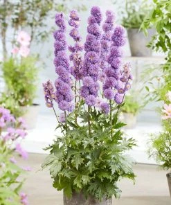 Roots Plants Delphinium 'Highlander Purple Surprise' | 1L Pot