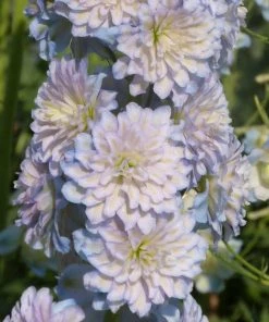 Roots Plants Delphinium 'Moonlight' | 1L Pot