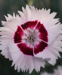 Roots Plants Dianthus'Cocktail Cherry Daiquiri' | 2L Pot