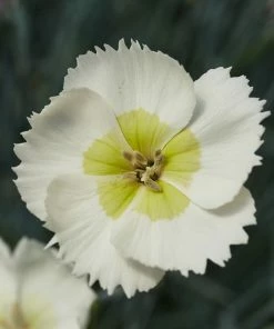 Roots Plants Perennials Dianthus 'Cocktail Mojito'