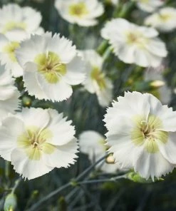 Roots Plants Perennials Dianthus Cocktail Collection | 4 X 2L Pot 12 Roots Plants Perennials Dianthus Cocktail Collection | 4 X 2L Pot