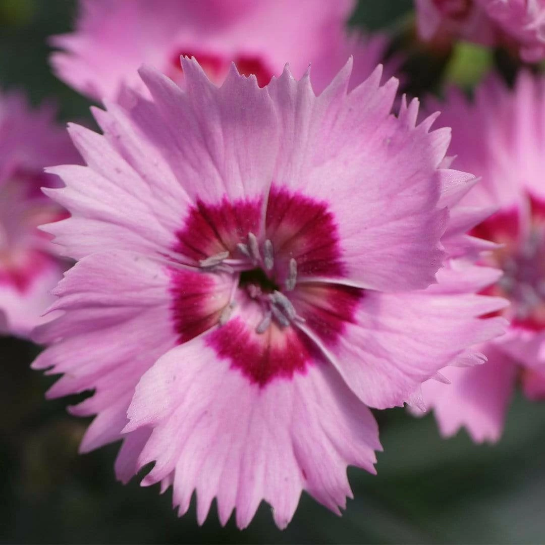 Roots Plants Perennials Dianthus Cocktail Collection | 4 X 2L Pot 4 Roots Plants Perennials Dianthus Cocktail Collection | 4 X 2L Pot