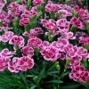 Roots Plants Dianthus 'Pink Kisses' Perennials 2 Roots Plants Dianthus 'Pink Kisses' Perennials