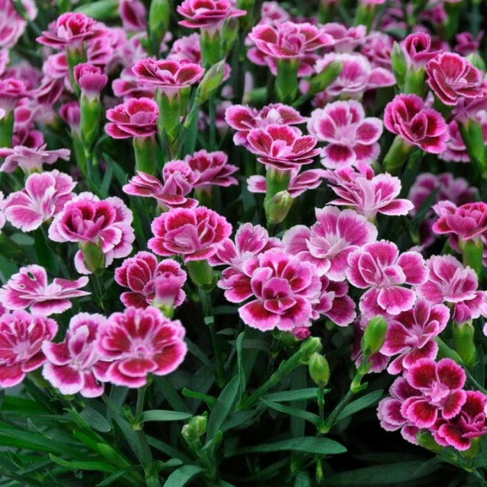 Roots Plants Dianthus 'Pink Kisses' Perennials 3 Roots Plants Dianthus 'Pink Kisses' Perennials