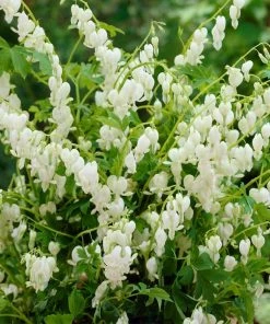 Roots Plants Bleeding Heart Plant 'Spectabilis Alba' | Dicentra | 3L Pot Perennials