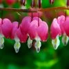 Roots Plants Bleeding Heart Plant 'Spectabilis Valentine' | Dicentra | 3L Pot Perennials