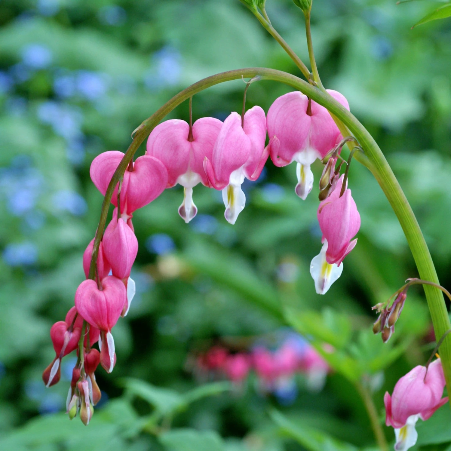 Roots Plants Bleeding Heart Plant 'Spectabilis Valentine' | Dicentra | 3L Pot Perennials 4 Roots Plants Bleeding Heart Plant 'Spectabilis Valentine' | Dicentra | 3L Pot Perennials