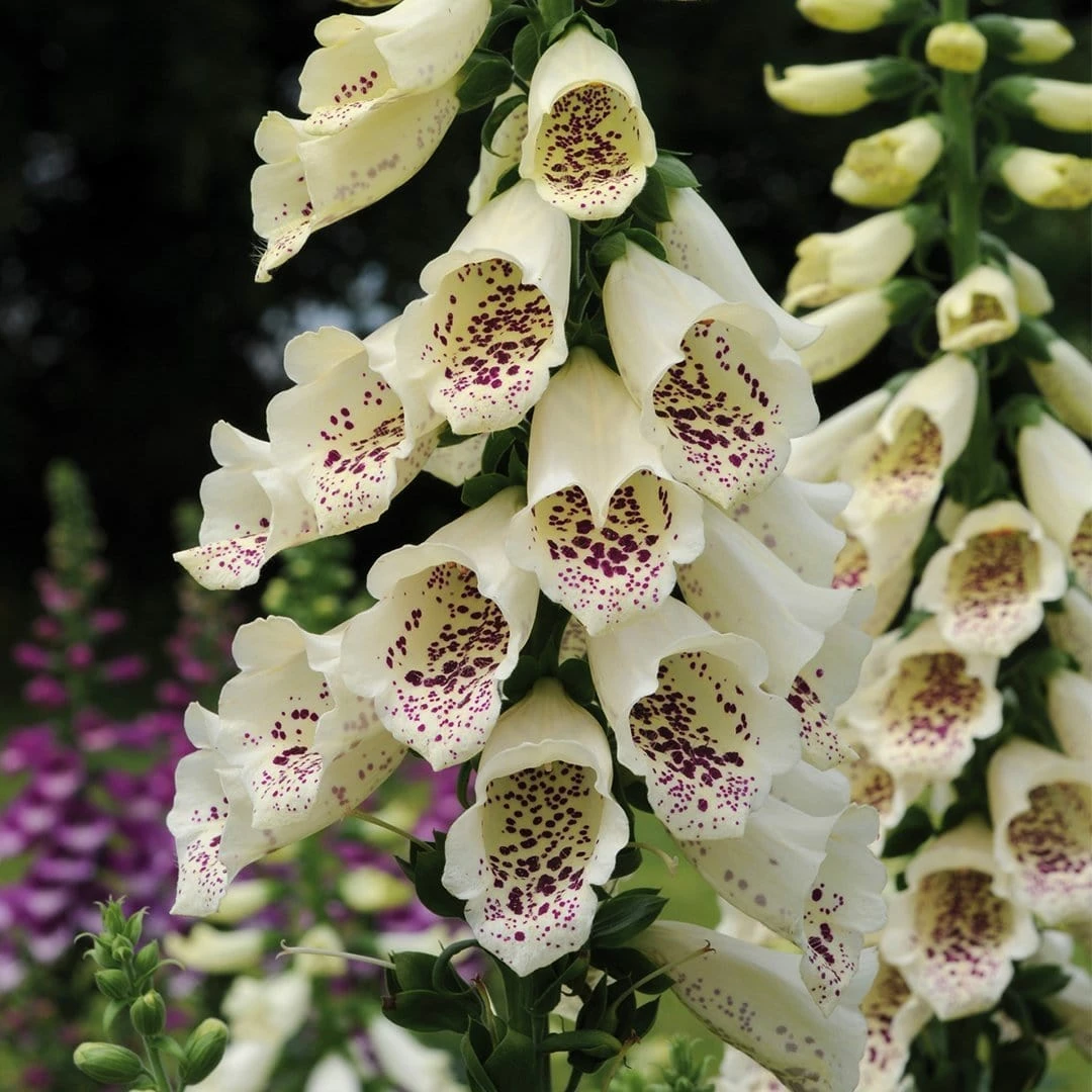 Roots Plants Perennials Foxglove 'Dalmatian Cream' | Digitalis 4 Roots Plants Perennials Foxglove 'Dalmatian Cream' | Digitalis