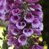 Roots Plants Perennials 50cm Foxglove Dalmatian 'Purple' | Digitalis | 5L Pot 1 Roots Plants Perennials 50cm Foxglove Dalmatian 'Purple' | Digitalis | 5L Pot
