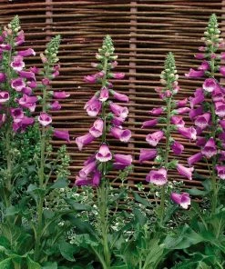 Roots Plants Perennials Foxglove 'Dalmatian Purple' | Digitalis
