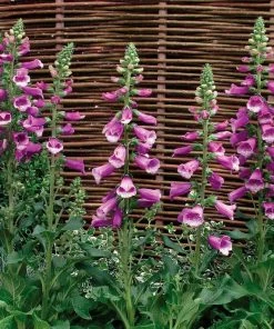 Roots Plants Perennials 50cm Foxglove Dalmatian 'Purple' | Digitalis | 5L Pot