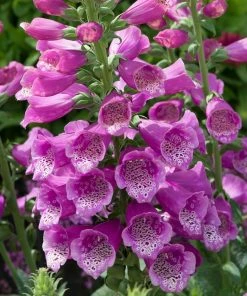 Roots Plants Perennials Foxglove'Dalmatian Rose' | Digitalis