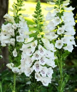 Roots Plants Foxglove 'Dalmatian White' | Digitalis Perennials