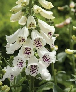 Roots Plants Foxglove 'Dalmatian White' | Digitalis Perennials