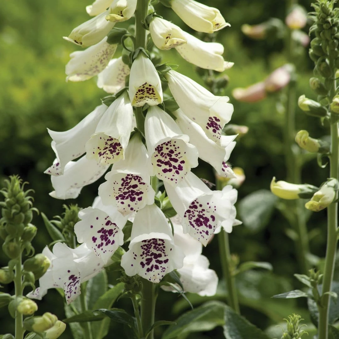 Roots Plants Foxglove 'Dalmatian White' | Digitalis Perennials 4 Roots Plants Foxglove 'Dalmatian White' | Digitalis Perennials