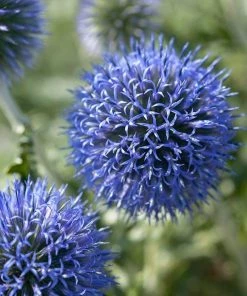 Roots Plants Perennials Echinops 'Blue Globe' | 10.5cm Pot