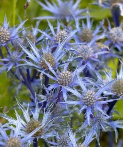 Roots Plants Eryngium 'Blue Hobbit' 7 Roots Plants Eryngium 'Blue Hobbit'