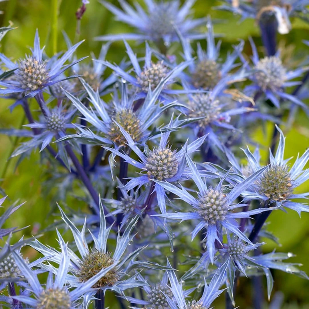 Roots Plants Eryngium 'Blue Hobbit' 5 Roots Plants Eryngium 'Blue Hobbit'