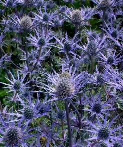 Roots Plants Perennials Eryngium 'Lapis Blue' | 1L Pot