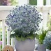 Roots Plants Perennials Eryngium 'Magical Blue Globe' | 1L Pot 2 Roots Plants Perennials Eryngium 'Magical Blue Globe' | 1L Pot
